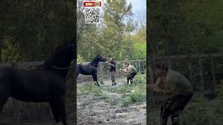 Забит Магомедшарипов и его Дикая Лошадь 🐎 #shortvideo #забитмагомедшарипов #shortvideo #ufc