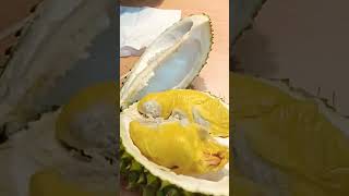 Durian 🍈 Musang King  #shorts #durian #musangking