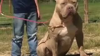 Balaca pitbull