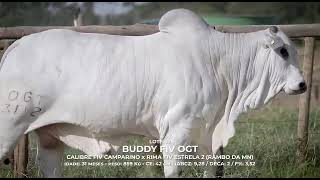 Lote 02: Buddy FIV OGT - OGT 3112 | Indústria de Touros Rima Agropecuária - Etapa Unaí 28/05/2023