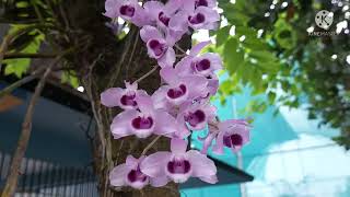 #Vanda ||#Dendrobium #Ankur_Orchid ||#Assam_Orchid ||#India