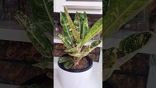 Dona Carmen # How to repotting aglaonema plant | Easiest potting mix | Easy propagation #youtube.