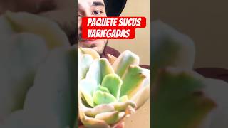 #suculentas #variegatedplants #plantas #cactus #jardines #amorporlasplantas