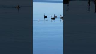 Ducks VS Swans Confrontation