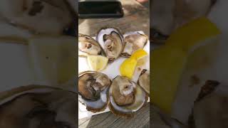 Tonys Oyster Shack, Limski-Fjord, Croatia #travel #kroatien #travelvlog