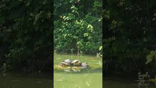 It's a good day to be a turtle #widlife #turtle #turtles #ponds #relaxing #animals #nature #italy