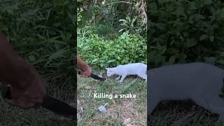 Killing a snake