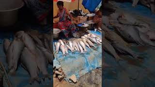 Fish market #youtube #fish #fishmarket