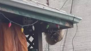 Rocket the raccoon saves her runaway baby