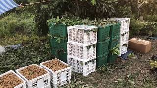 Longan farm harvesting