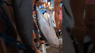 Tuna Fishing Philippines #shorts #everyone #fishing #fish #shortvideo #shortsfeed