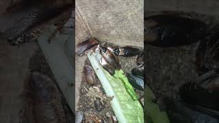 Feeding my cockroach ARMY #edsants #cockroachloveforever #beautiful #calm #stunning #cockroach