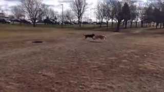 Gia and Bucky at the Dog Park