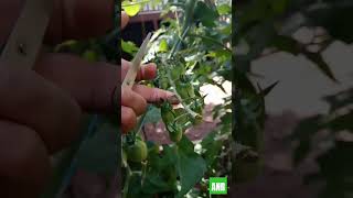 racimo de planta tomate de 8 tomates SORPRENDENTE,?