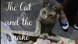 THE CAT AND THE SNAKE | Cat wants to play#animals #snake #hiding#the  #sack #staysafe@LCmixvids