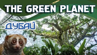 Green Planet Dubai - крытый комплекс живой природы | Билеты со скидкой на сайте Туристино Дубай