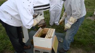 WindsorEats - Beekeeping: Day 3