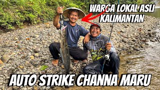 Beruntung dapat ikan channa yang sangat cantik ini sewaktu memancing bersama warga lokal kalimantan