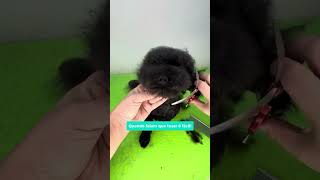 Quando dizem que tosar é fácil, é assim que eu tenho vontade de responder #pets #grooming #cachorro