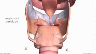 Larynx - Cartilages - 3D Anatomy Tutorial