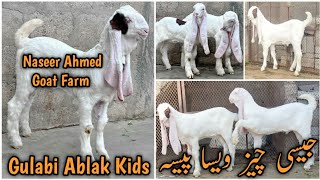 Gulabi Ablak Kids ❤️ Naseer Ahmed Goat Farm. Gulabi Kamori Ablak Pateri Tapra lalukhet Mandi orangi.