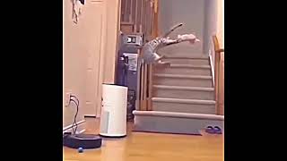 Incredible Cat Footage * Funny Cat Footage * Funny Cat Video