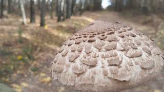 Гуляем с Лари...субботняя прогулка в лес за 🍄...грибы зонтики не отпускают...