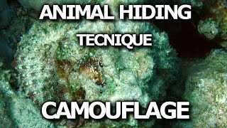 ANIMALS HIDING TECHNIQUE CAMOUFLAGE