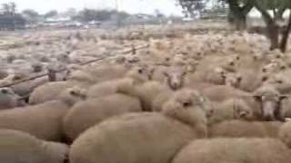 Firm to dearer at Wycheproof, Vic, store sheep