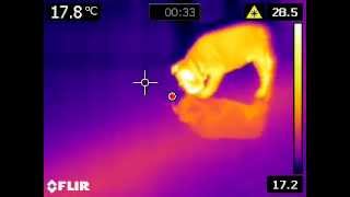 FLIR | Termografia Bulldog Inglese