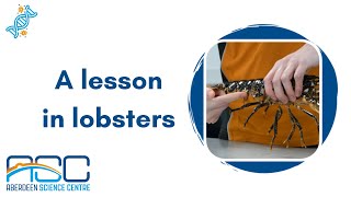 A lesson in lobsters with ASC