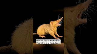 Hispaniolan Solenodon | Injects venom through their bottom set of teeth #shorts