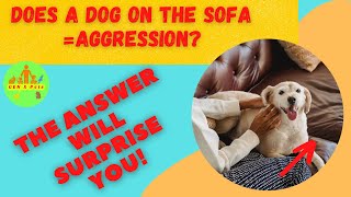 Does letting your dog on the sofa make them dominant? | 4 Useful tips discussed