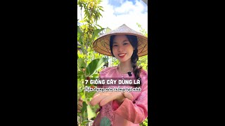 7 giống cây dùng lá tiện dụng nên trồng tại nhà