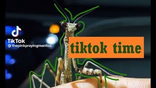 tiktoks for when you're feeling a little silly - pt. 4