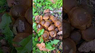 Gyűrűs tuskógomba (Armillaria mellea)