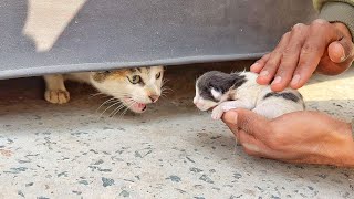 Worried mother cat thinking we are going to steal her kitten!