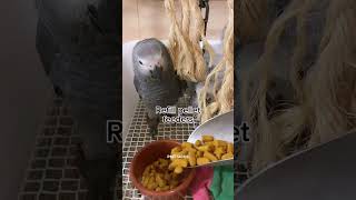 Midday African grey parrots babies in weaning feeding routine #birds