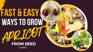 How To Grow Apricot From Seed? Quick Proven Methods