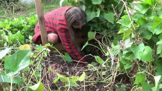 Harvesting Moloki Purple Hawaiian sweet potatoes