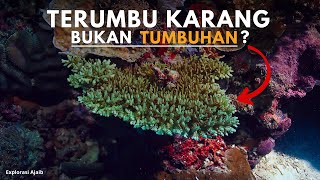 7 Mitos dan Fakta Terumbu Karang yang Mungkin Mengagetkanmu! | Explorasi ajaib