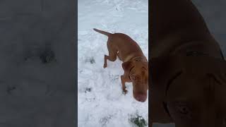 Snowing #funny #dog