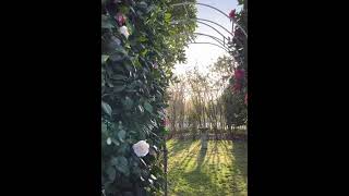 SPRING TOUR in the North Garden, Front yard and Rose Garden | Cherry Blossoms | Magnolias | Tulips