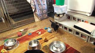 Vomweiland M Litter (Alwa): Introduce 5 weeks and 3 days German shepherd puppies