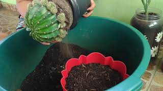 Desafio plantando em utensílios de cozinha