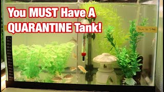 FISH QUARANTINE TANK SETUP