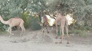 Group Of Camels Eating Food In Forest  | Mammals | Camel Viral Video | Camel life in desert