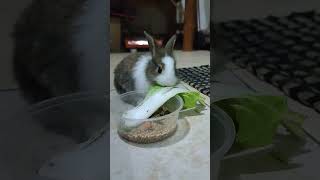 meet Summer the bunny, Snow's new friend. #rabbit #bunny #petrabbit #rabbiteating #bunnyeating