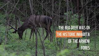 Become a Nature Hero. Support The Red Deer Project