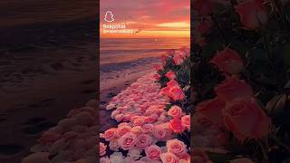 flowers 🌹 video #beautyful place #viral #trending #sistrologi